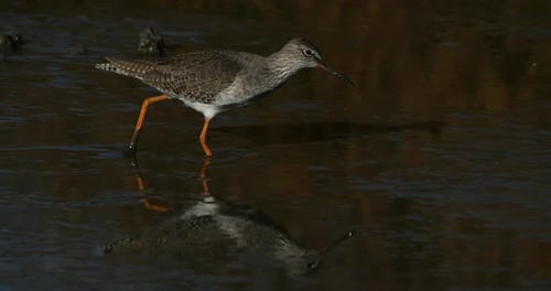 Common redshank redshank, the Camargue, France