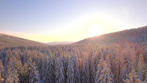 Winter forest snow-covered winter trees in the sun