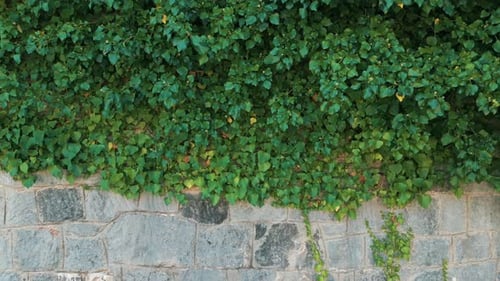 Ivy Wall Pattern 2