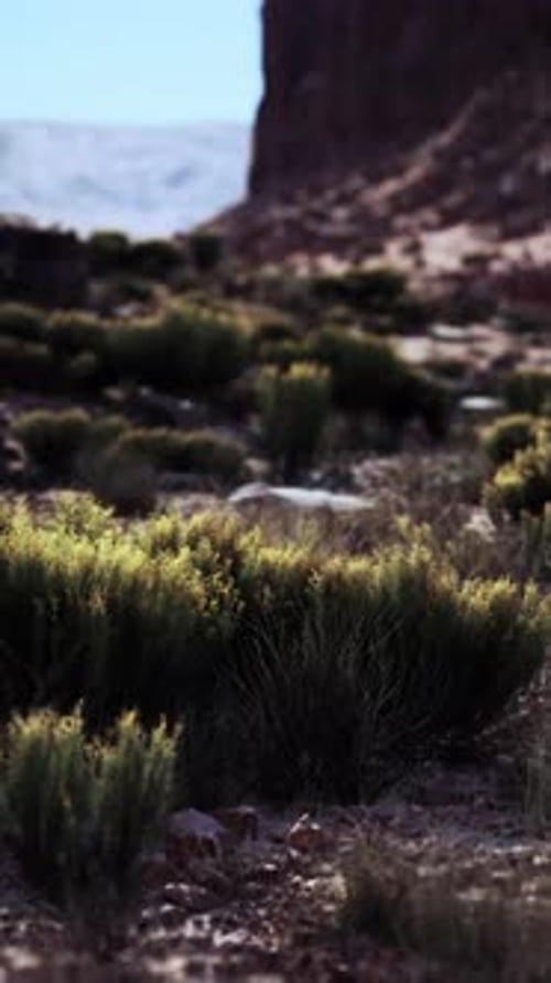 Small Bush Standing in Nevada Desert