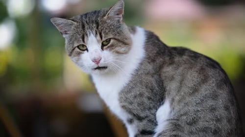 Alley Cat 4 k
