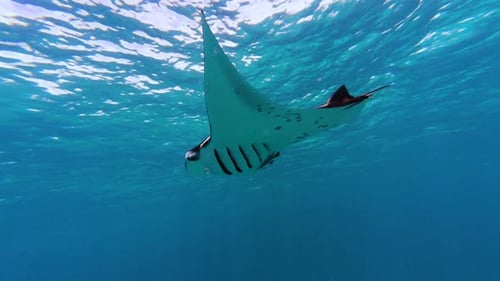 Big Manta rays swimming in the deep blue sea