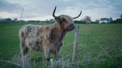 Long-Haired Brown Highland Cow with Big Horns in Scottish Farm SLOMO