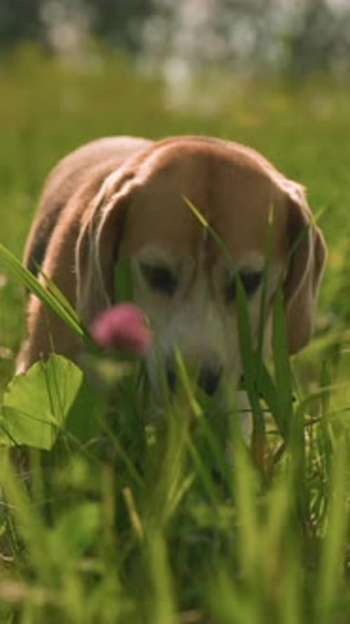 Chien reniflant et mangeant de l'herbe dans un champ herbeux en plein soleil