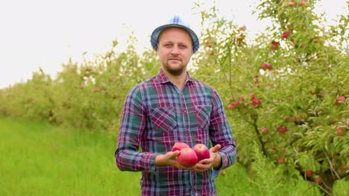 Ein junger Bauer steht in einem Apfelgarten und hält drei Äpfel in seinen Händen