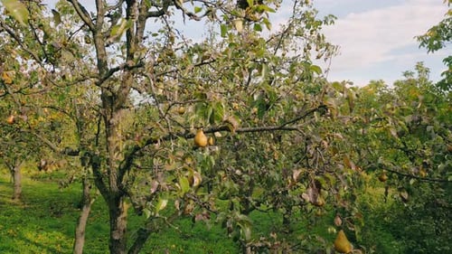 Rows of Pear Trees in a Lush Orchard
