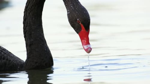 Black swan with red beak takes head out of the water, stares straight into the camera. 4K.
