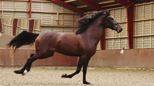 Beautiful Brown Horse Galloping Fast Along the Indoor Arena