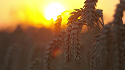 Ears of Wheat at Sunset