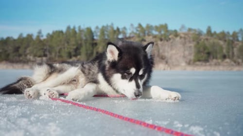 Alaskan Malamute Dog Lying And Licking Frozen Lake. - close up shot