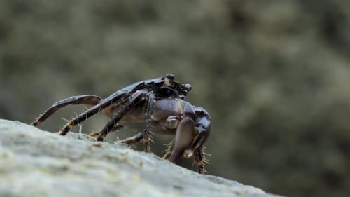 Crab
