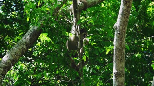 Singe-araignée laineux sur un arbre