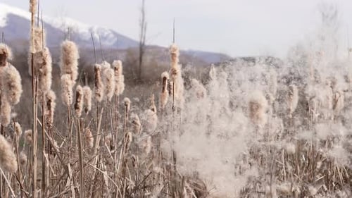Patch of Cattails Releasing Fluff in Nature