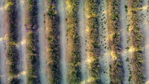 Young Lavender Field Aerial View