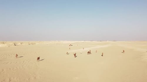 Herd of Camels walking in the Arabian Desert