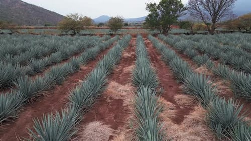 Aerial image of an agave field in Tequila, Jalisco 11