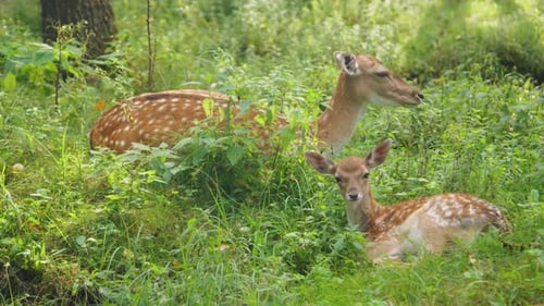 Two Fallow Deer Resting in Grassy Forest