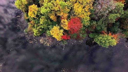 Beautiful Autumn Forest on the Lake, Aerial