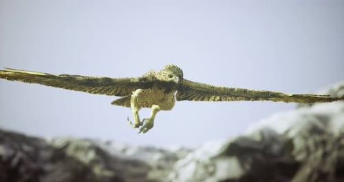 Majestätischer Falke im Flug über felsige Landschaft bei klarem blauem Himmel