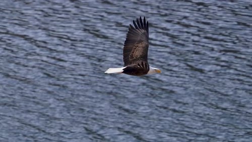 Bald Eagle flying over ice and water during winter in Utah