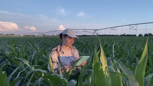 Farmer Using Digital Tablet in Agricultural Field at Sunset