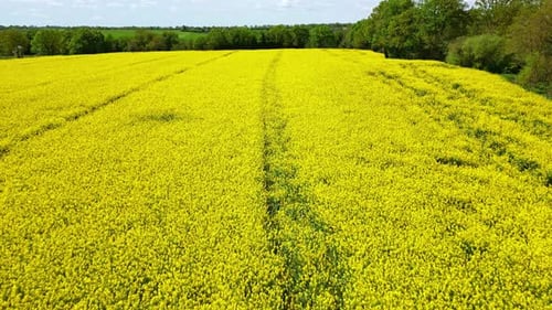 Rapeseed yellow field. Aerial backward at low altitude