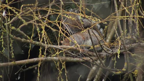 Grey Squirrel Sat On Tree Branch Eating Small Leaves From Thin Branches Close Up Winter UK England H