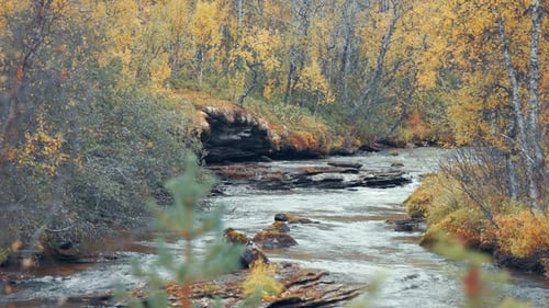 Colourful autumn landscape - a shallow river flows through the forest.