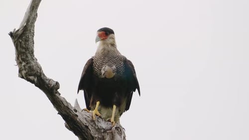 Aasfresservogel, Caracara mit Haube, Caracara plancus stationär auf dem Ast thront, langsam graben