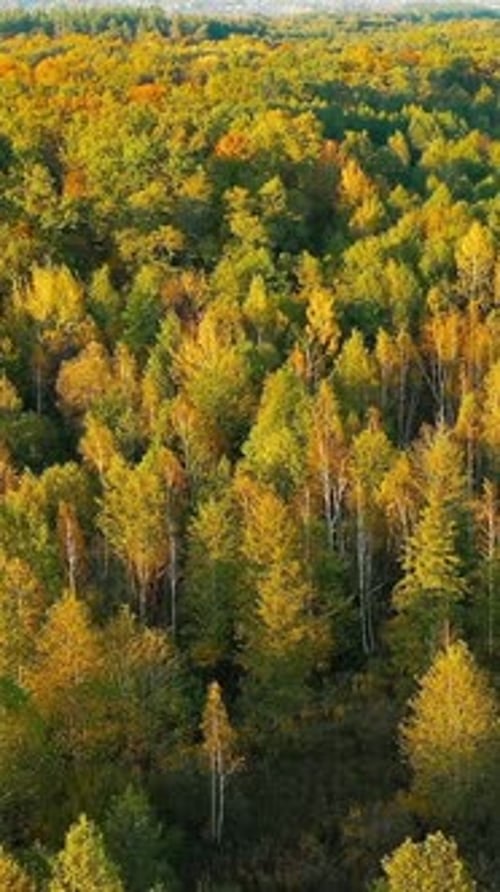 Aerial View Of Birch Forest