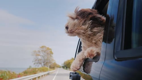 Happy Puppy Rides in Car with Head Out Window