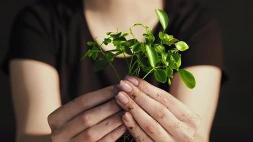 Green Seedling Ecology Protection Caring Hands