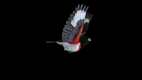 Red Pink Breasted Grosbeak Bird - Flying Loop - Side Close Up View - Alpha Channel