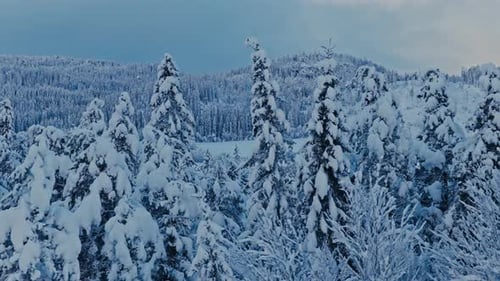 Snow-laden Fir Trees In Frozen Mountain Lake During Winter. Close-up Shot