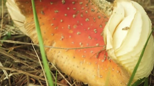 Red Toadstool Growing in Field of Grass