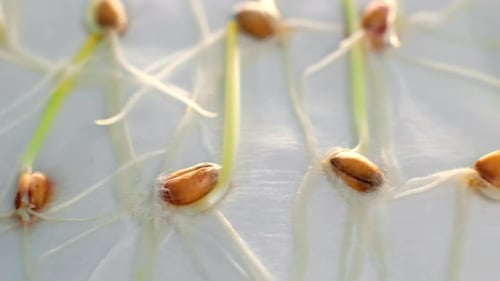 Soybean Warm Germination