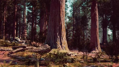 A Serene Forest Landscape with Trees and Rocks