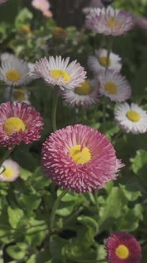 View from above of pink and white flowers of English daisy slow motion over flowers