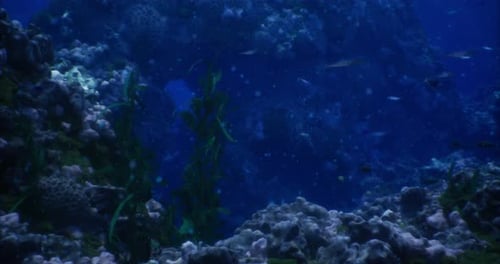 Underwater Coral Reef Habitat with Diverse Marine Life and Plants