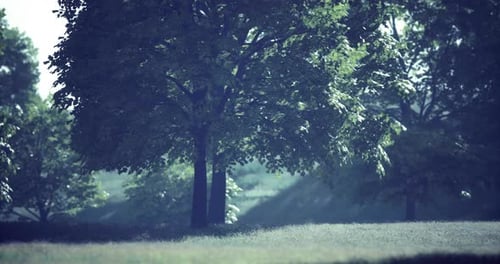 Paysage verdoyant avec des arbres imposants baignés d'une douce lumière matinale