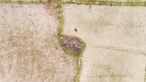 Land plots of paddy rice fields in Bangladesh landscape near Surma river, aerial top down view very