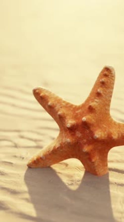 Starfish on the Sity Beach