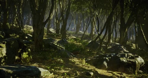 Sunlight Filtering Through Trees in a Tranquil Forest Landscape