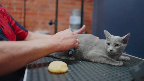 Gray Cat Getting Groomed Lying on Table
