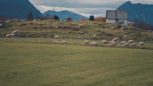 Rural Norway. A herd of sheep grazing in the field. Farmhouse in the background. Slow-motion, pan le