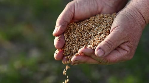women's hands pour wheat grains through their fingers. Spring harvest from the fields. Close-up.