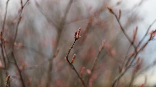 Close-up of new spring buds emerging from tree branches, with soft out-of-focus background