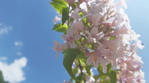 Bee on Blooming Pink Flowers against Blue Sky