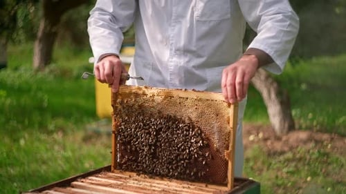 Beekeeper Inspecting Honeycomb Frame with Bees in Nature