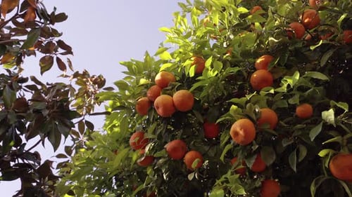 Spinnen auf einem Baum mit Orangen